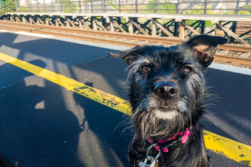 A small black terrier dog at Golf Street Station.