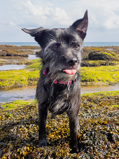 A small black terrier dog on a walk at Carnoustie.