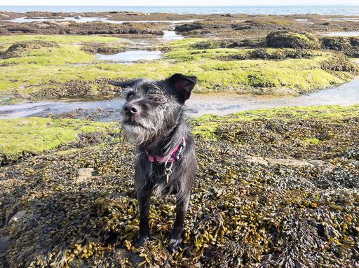 A small black terrier dog on a walk at Carnoustie.