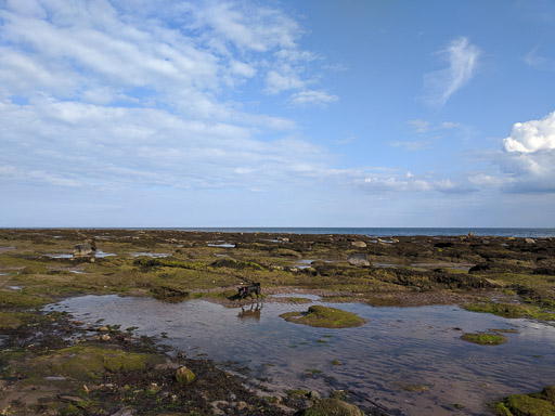 A small black terrier dog on a walk at Carnoustie.