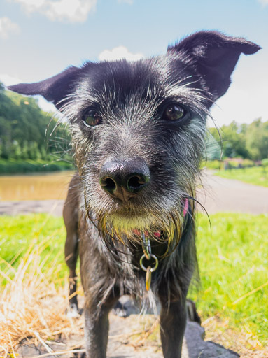 A small black terrier dog on a walk between Pollokshields West and Maxwell Park.