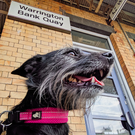 A small black terrier dog at Warrington Bank Quay Station.