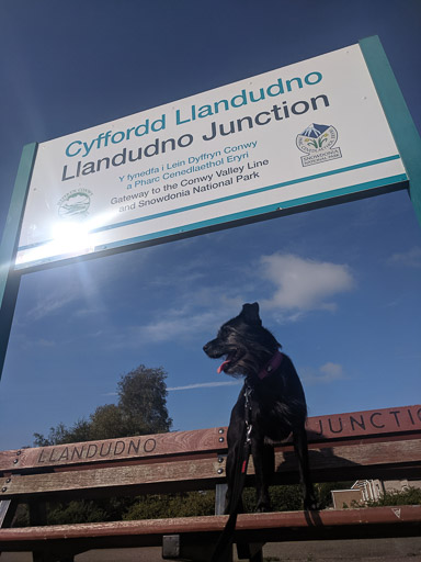 A small black terrier dog at Llandudno Junction Station.