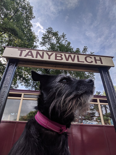 A small black terrier dog at Tan Y Bwlch Station.