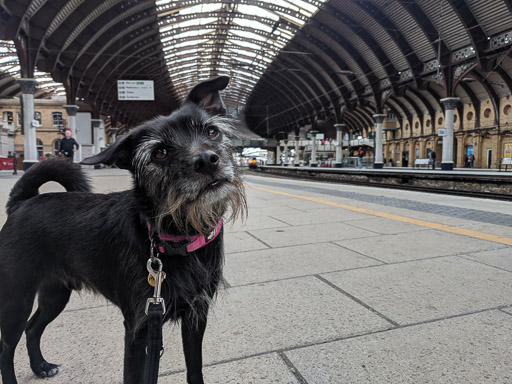 A small black terrier dog at York Station.