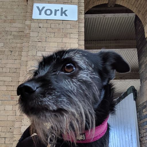 A small black terrier dog at York Station.