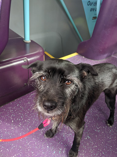 A small black terrier dog on a bus between Maryhill and Milngavie.