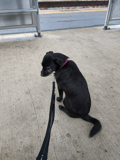 A small black terrier dog at Anniesland Station.