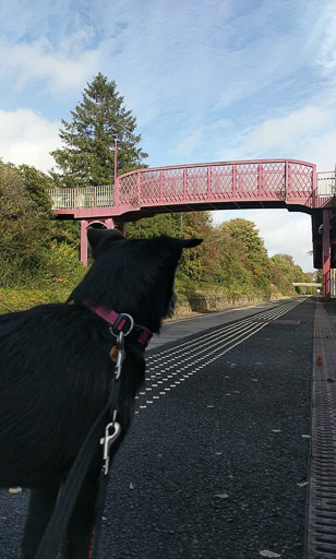 A small black terrier dog at Maybole Station.