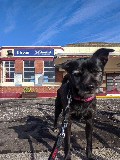 A small black terrier dog at Girvan Station.