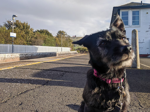 A small black terrier dog at Girvan Station.