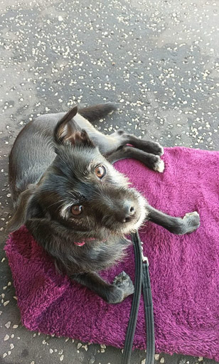 A small black terrier dog at Girvan Station.