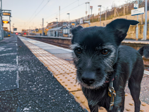 A small black terrier dog at Larkhall Station.