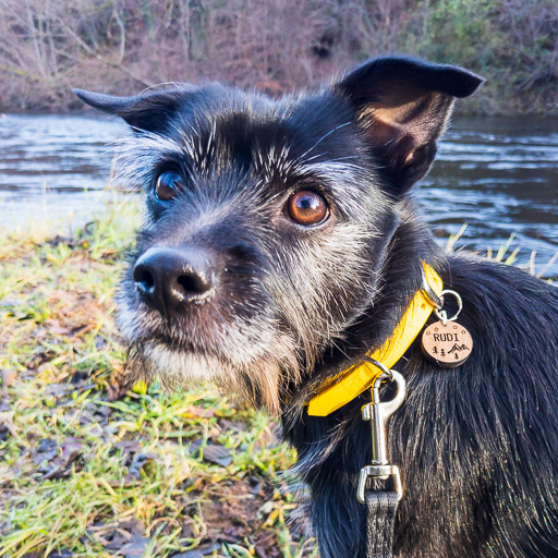 A small black terrier dog on a walk at River Leven.