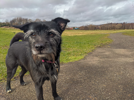 A small black terrier dog on a walk between Kingsknowe and Edinburgh.