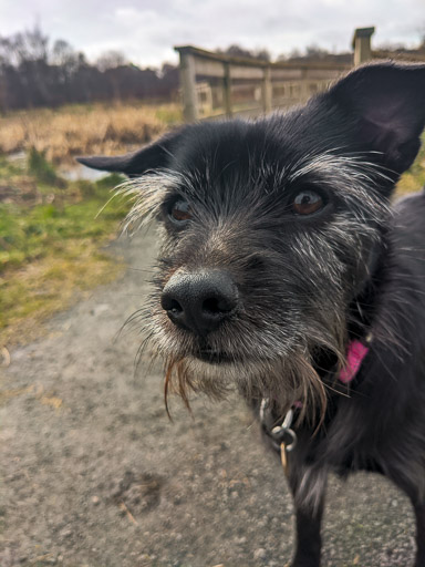 A small black terrier dog on a walk between Kingsknowe and Edinburgh.