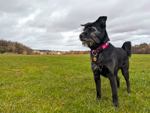 A small black terrier dog on a walk between Kingsknowe and Edinburgh.