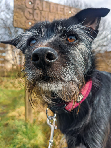 A small black terrier dog on a walk between Kingsknowe and Edinburgh.