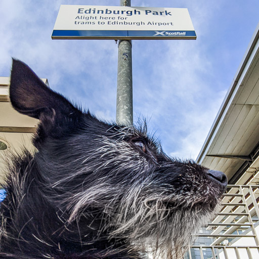 A small black terrier dog at Edinburgh Park Station.