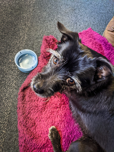 A small black terrier dog on a train between Haymarket and Glasgow Queen Street.