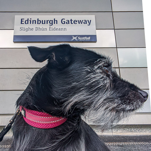 A small black terrier dog at Edinburgh Gateway Station.