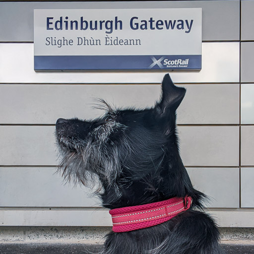 A small black terrier dog at Edinburgh Gateway Station.