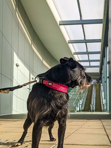 A small black terrier dog at Edinburgh Gateway Station.