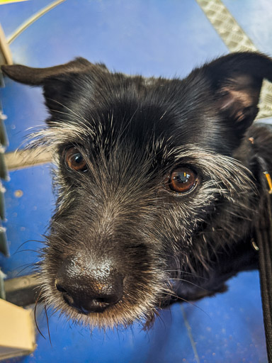 A small black terrier dog  at 000.