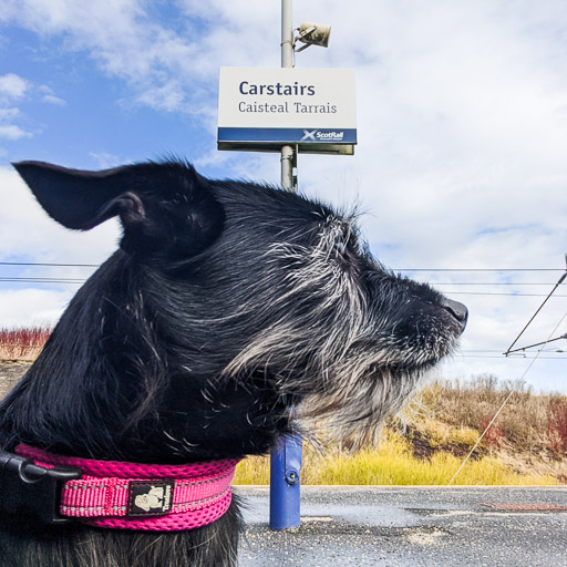 A small black terrier dog at Carstairs Station.