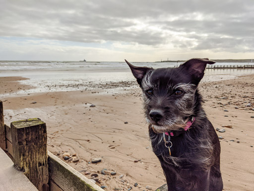 A small black terrier dog on a walk at Aberdeen Beach.