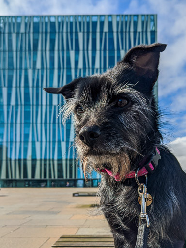 A small black terrier dog on a walk at Aberdeen.