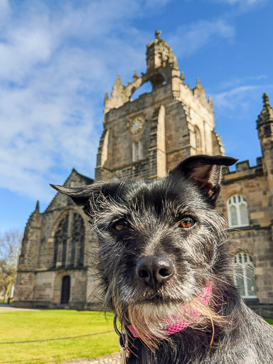 A small black terrier dog on a walk at Aberdeen.