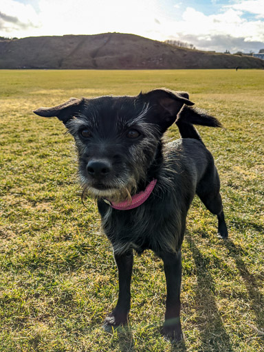 A small black terrier dog on a walk at Aberdeen.