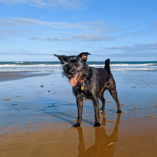 A small black terrier dog on a walk at Aberdeen.