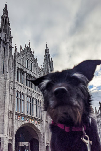 A small black terrier dog on a walk at Aberdeen.