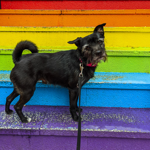 A small black terrier dog on a walk at Aberdeen.