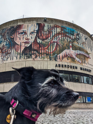 A small black terrier dog on a walk at Aberdeen.