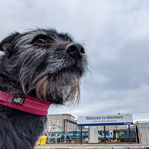 A small black terrier dog at Aberdeen Station.