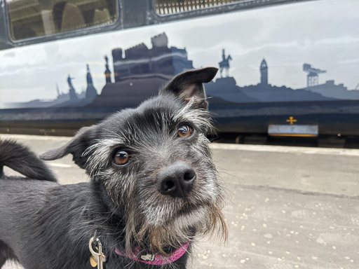 A small black terrier dog at Aberdeen Station.