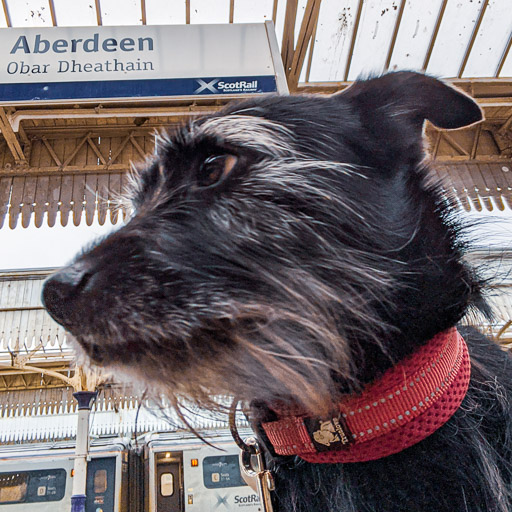 A small black terrier dog at Aberdeen Station.