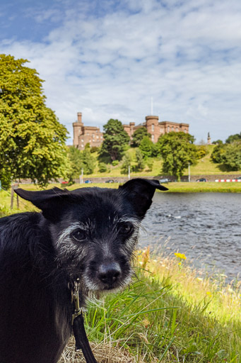 A small black terrier dog on a walk at Inverness.