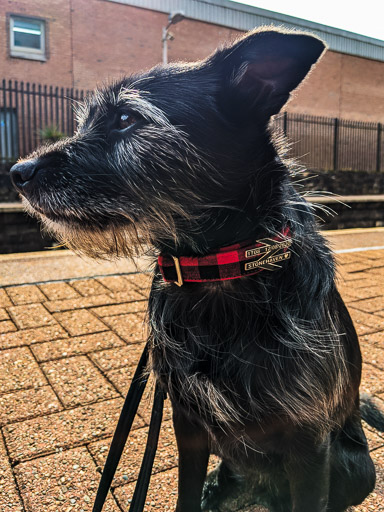 A small black terrier dog at Maryhill Station.