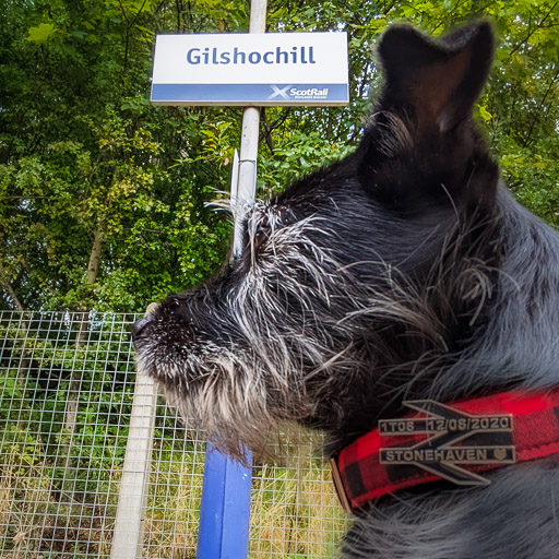 A small black terrier dog at Gilshochill Station.