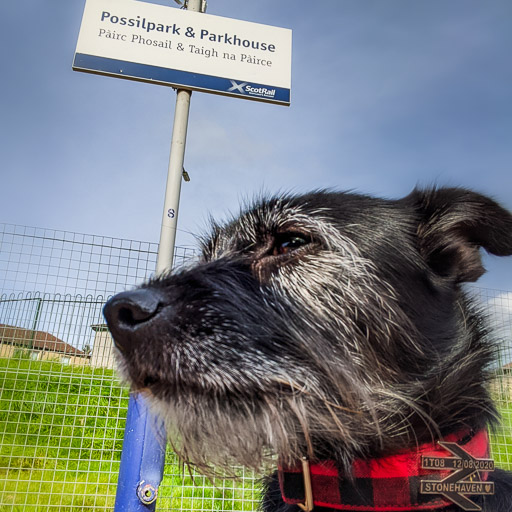 A small black terrier dog at Possilpark and Parkhouse Station.