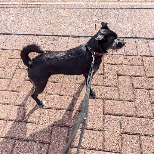 A small black terrier dog at Possilpark and Parkhouse Station.