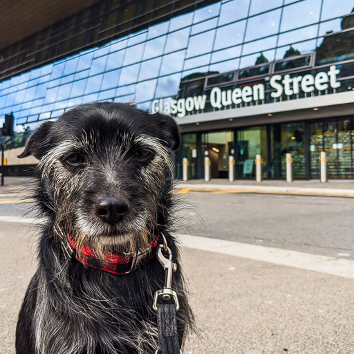 A small black terrier dog at Glasgow Queen Street Station.