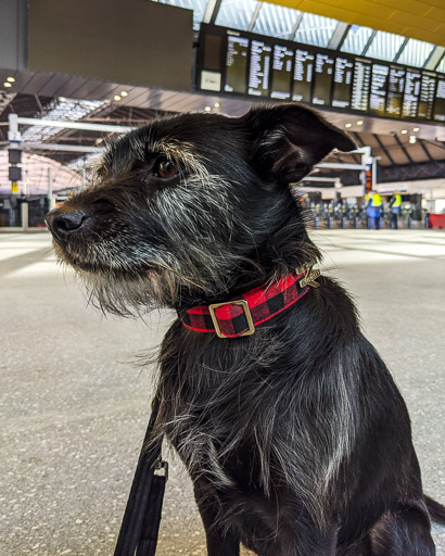 A small black terrier dog at Glasgow Queen Street Station.