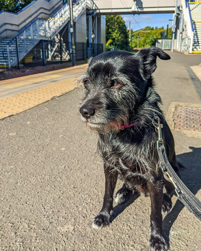 A small black terrier dog at Hyndland Station.