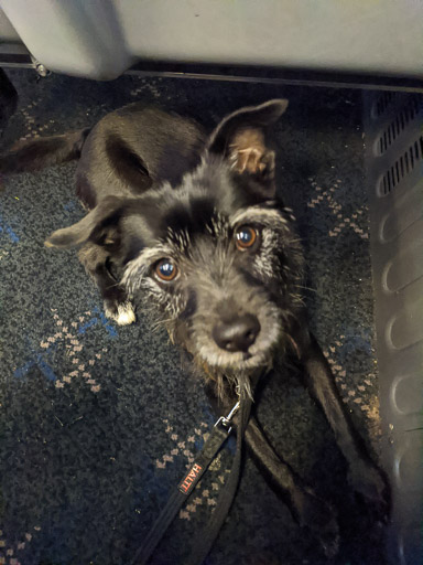 A small black terrier dog on a train between Glasgow Queen Street and Gilshochill.