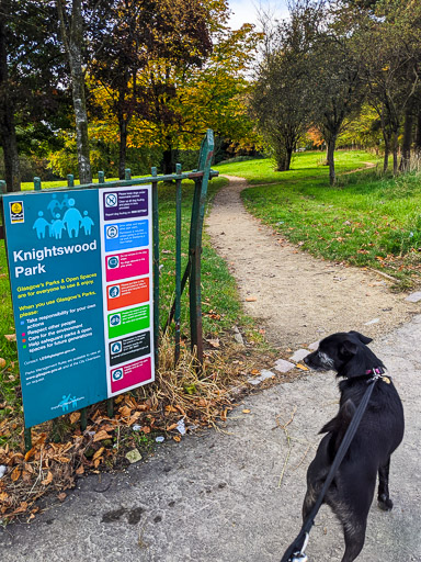 A small black terrier dog on a walk at Scotstounhill.